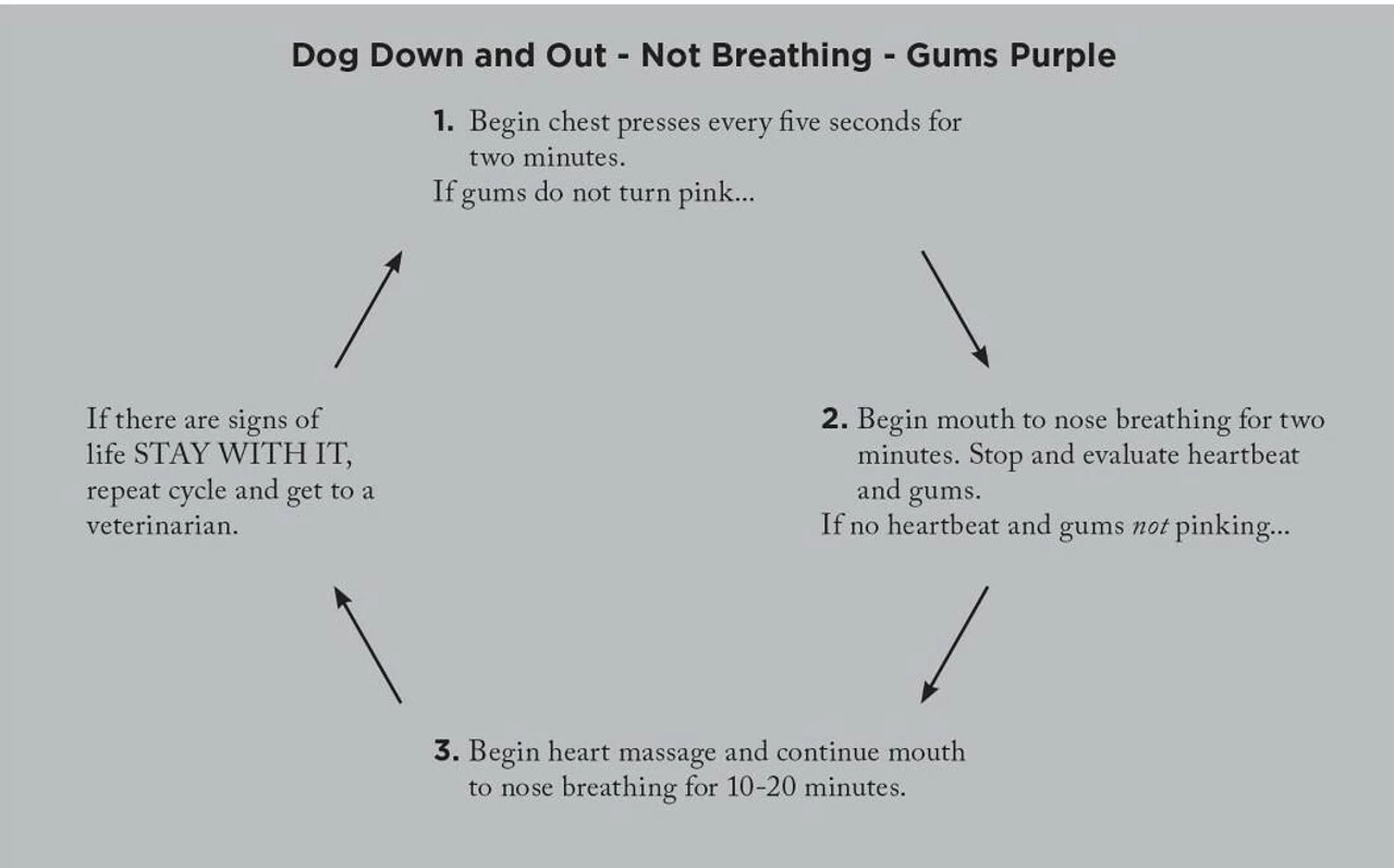 Adventure Medical Kits Canine Field Medicine Book 4000-1520 5 Adventure Medical Kits Canine Field Medicine Book 4000-1520 - Image 3